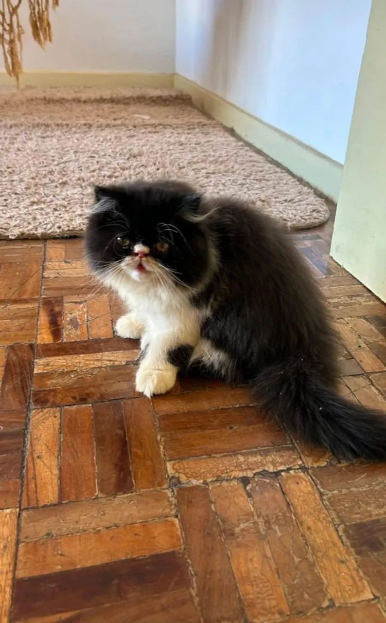 Gato persa  - Foto 3
