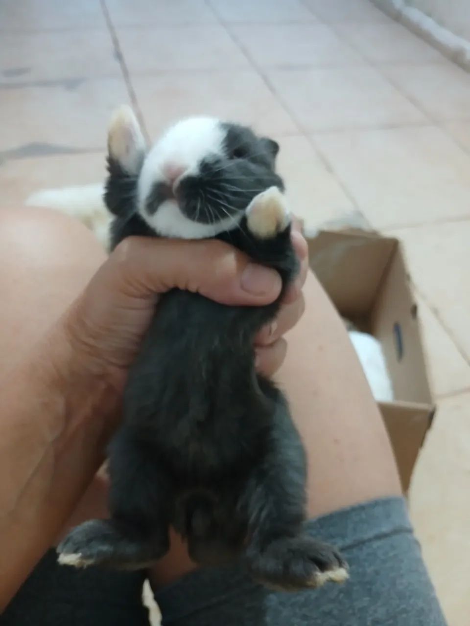 Lindos coelhinhos! - Foto 4