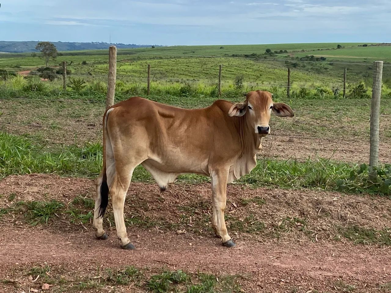 Vende-se vacas e bezerros - Foto 6