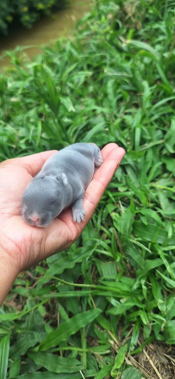 Mini coelho Netherland Dwarf  - Foto 5