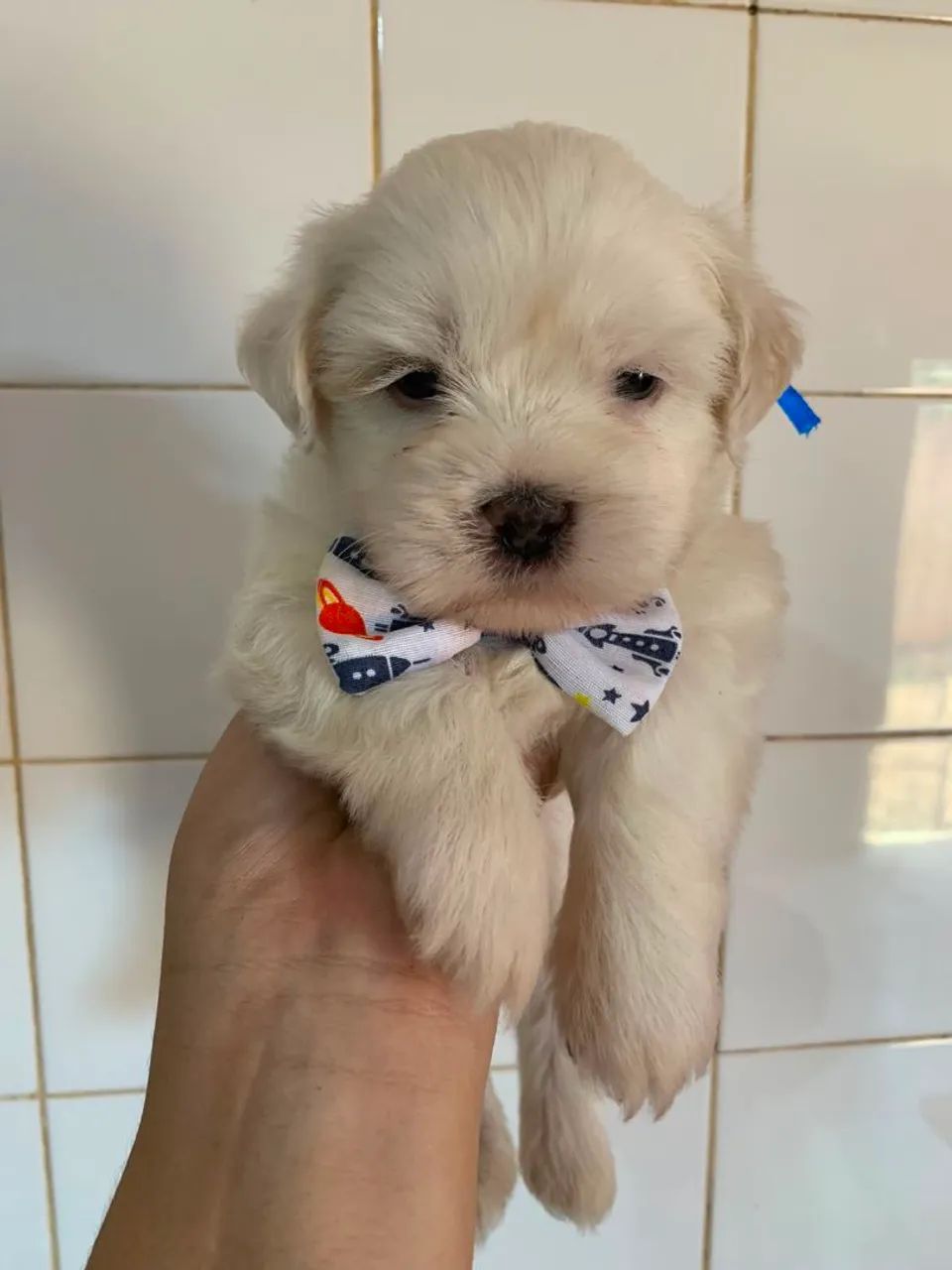 Shitzu macho branco 