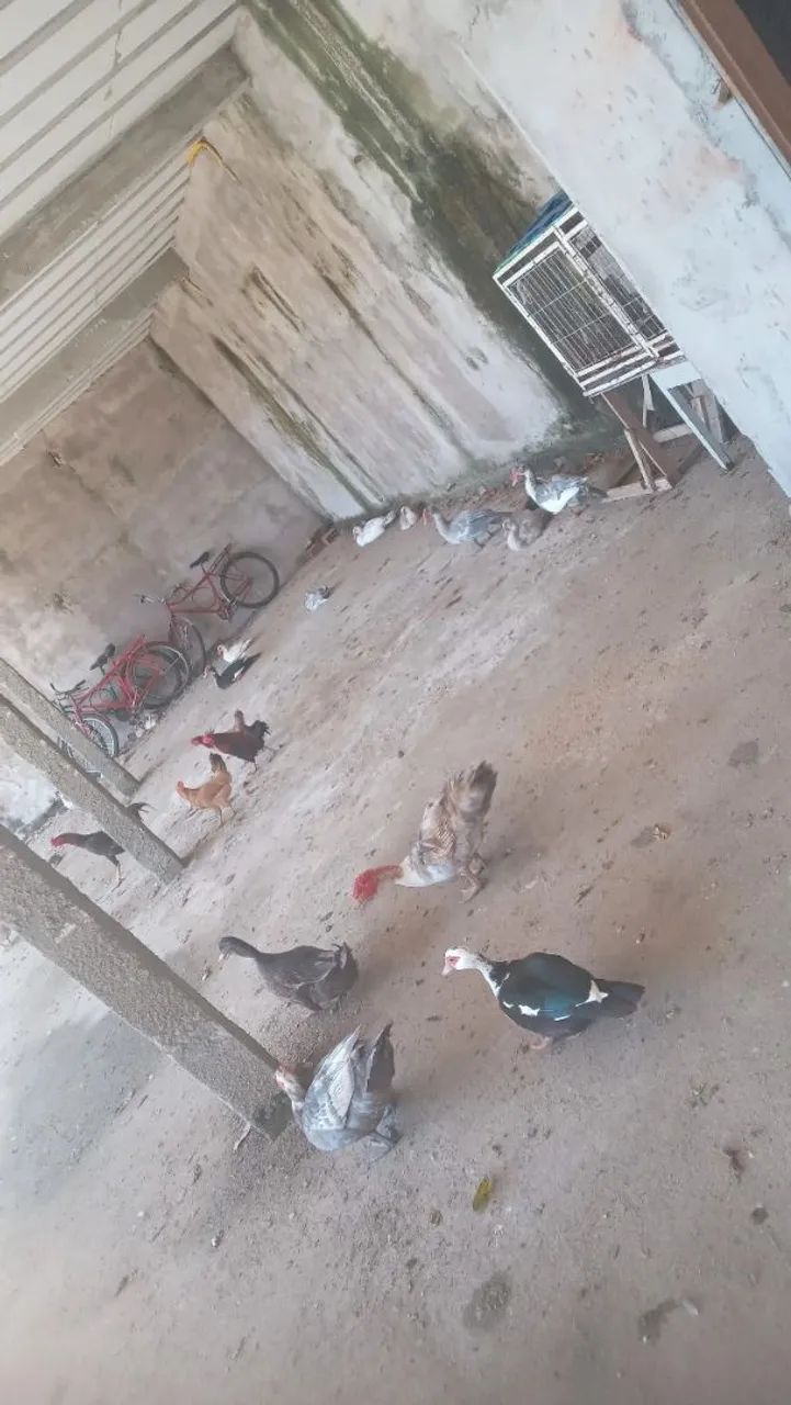 Patos  - Foto 2