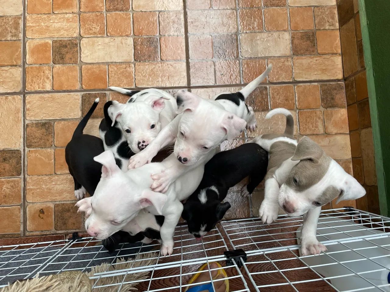 American bully - Foto 2