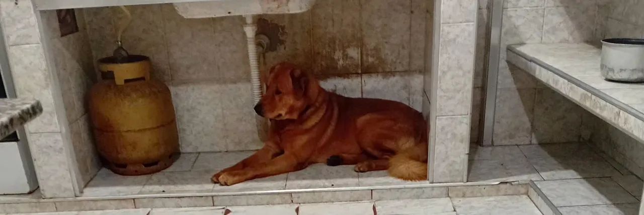 Doa-se cão dócil 