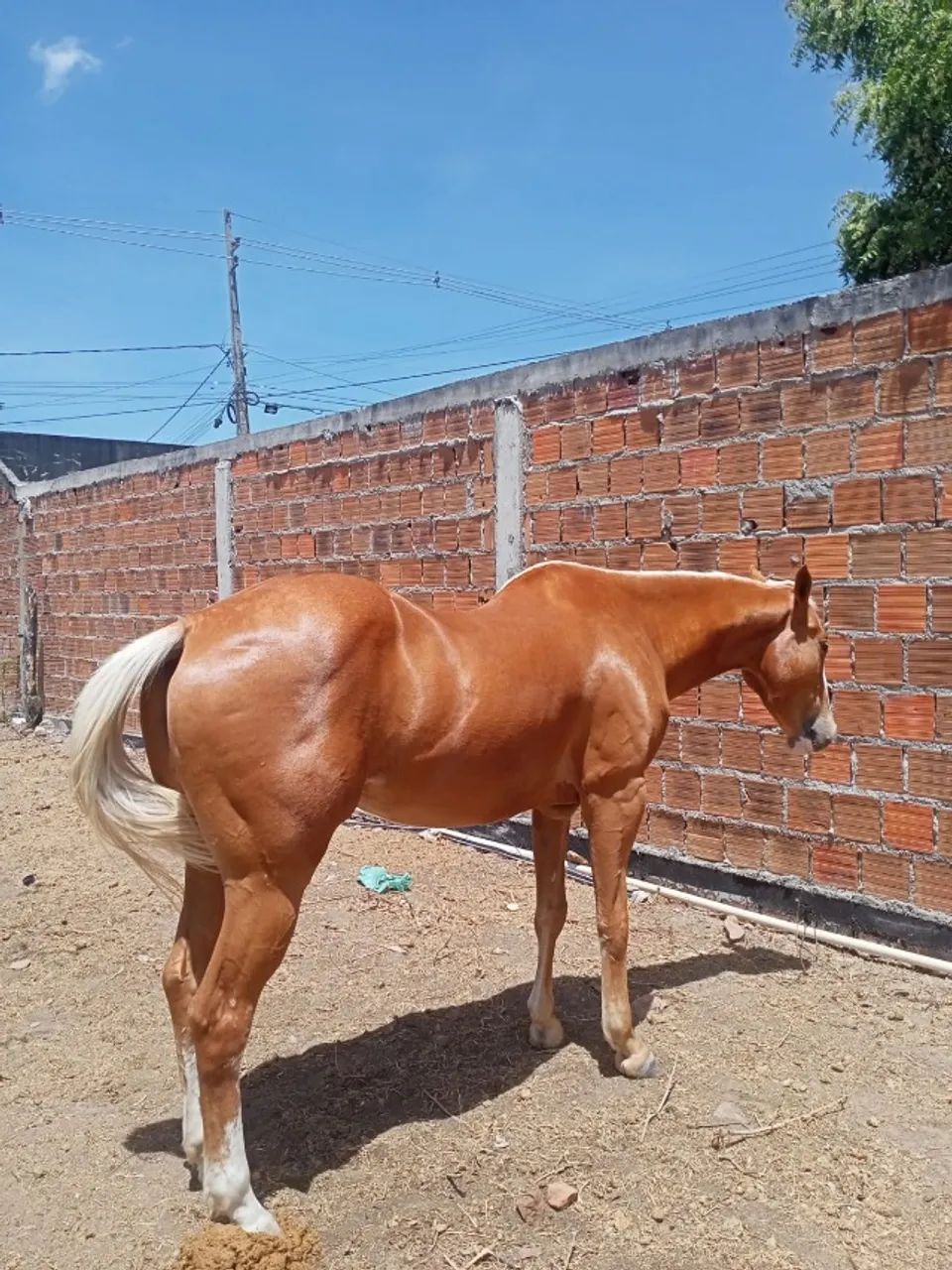 Potra Quarto de Milha  - Foto 4
