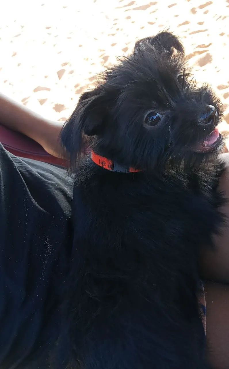 Cachorro  - Foto 2