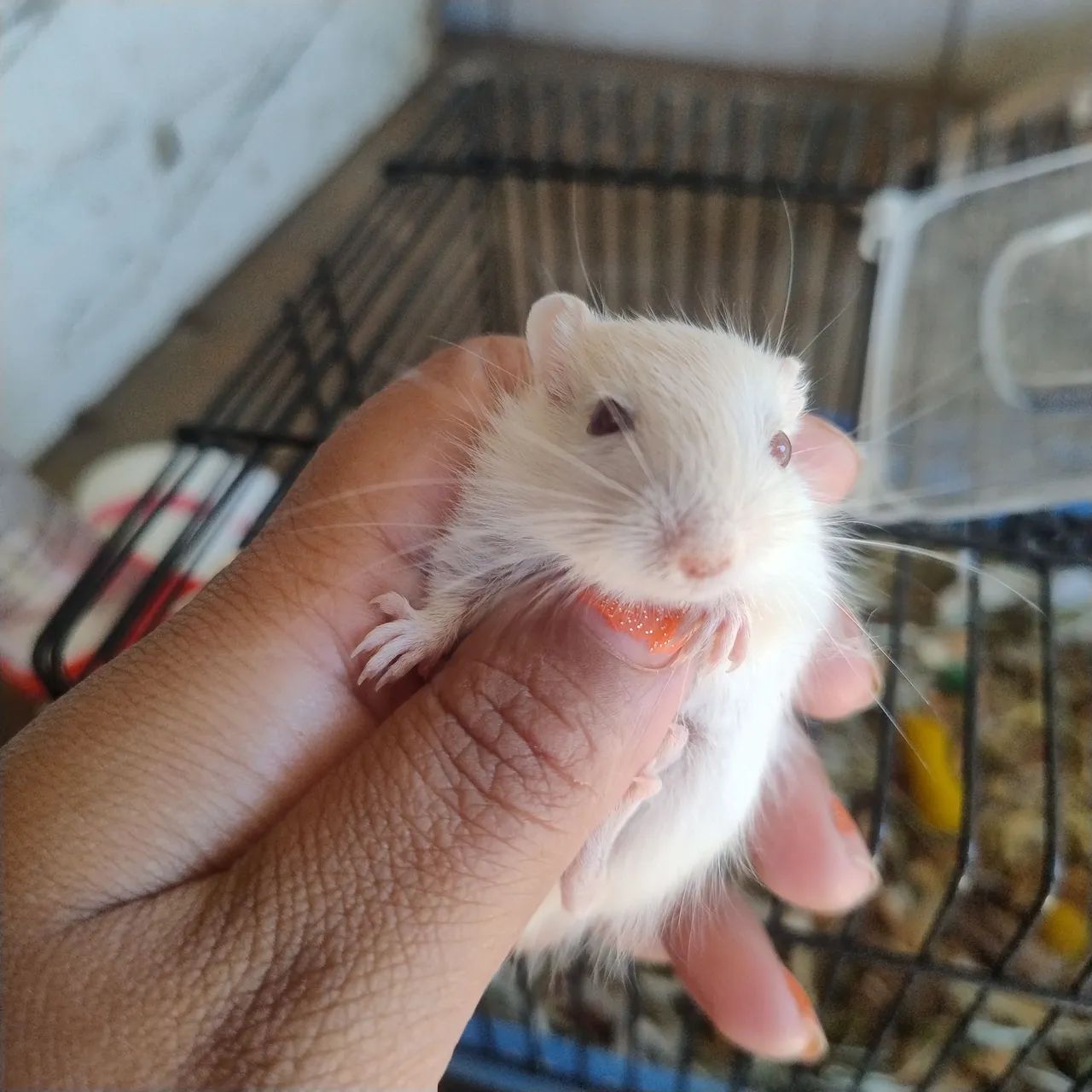 esquilo da Mongólia gerbil filhote por apenas 70 reais - Foto 4