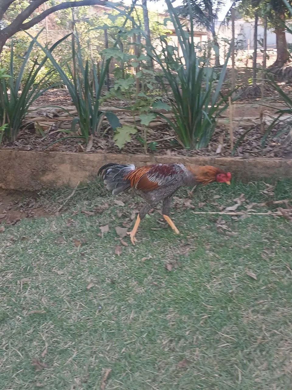 VENDO 3 GALOS