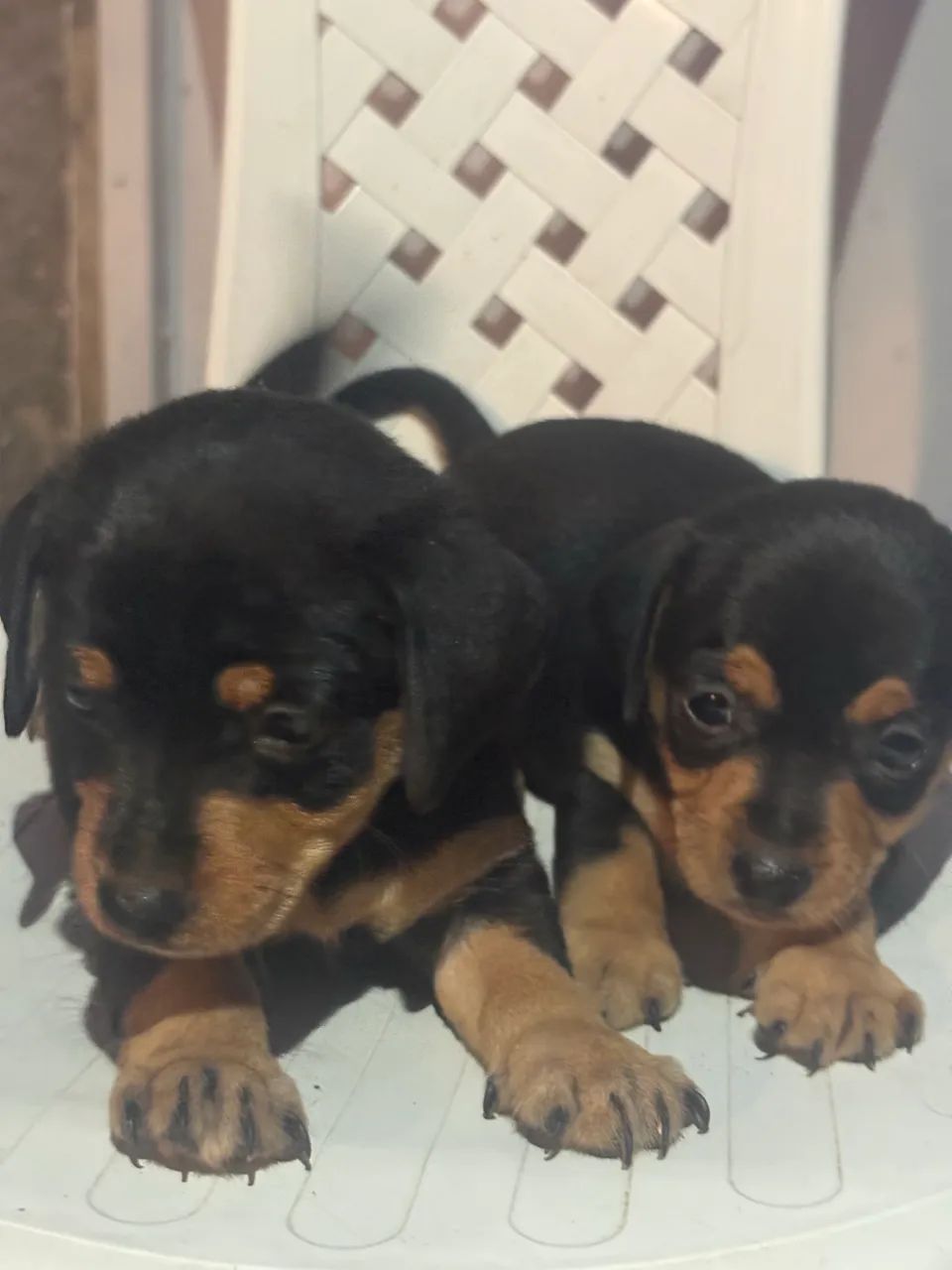 Cachorro Pinscher - Foto 5