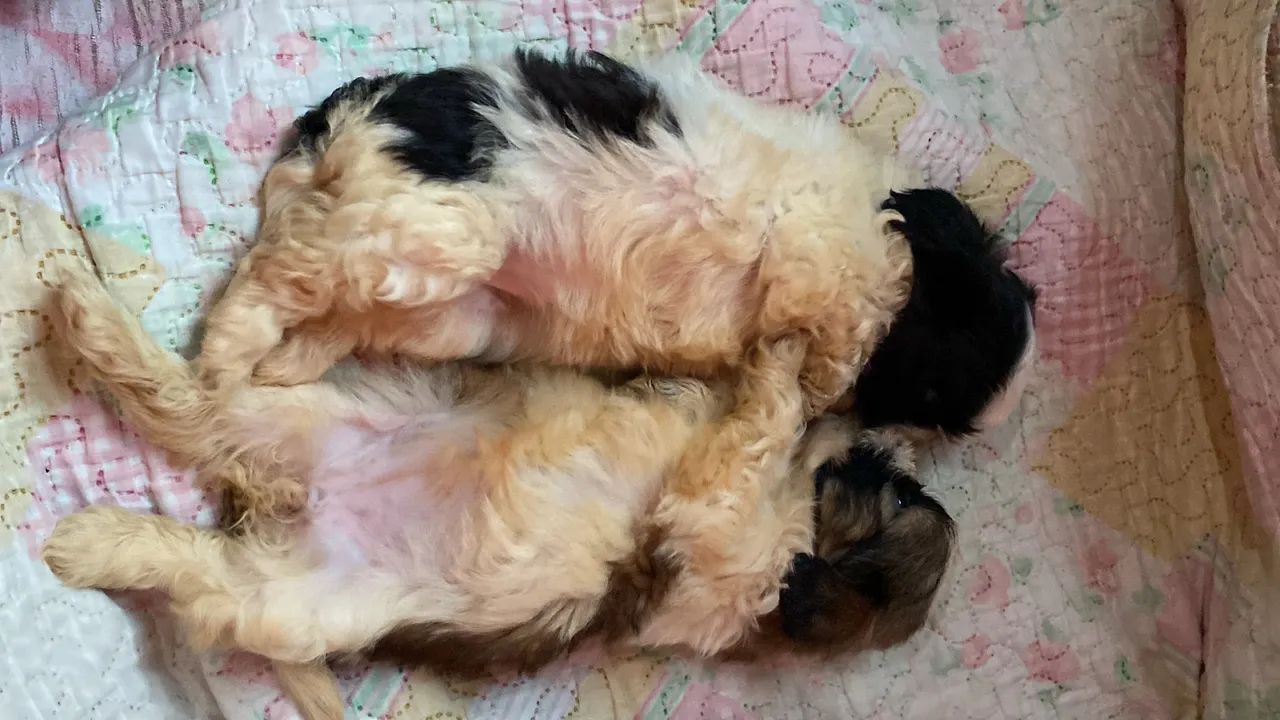 SHIH-TZU - Foto 5