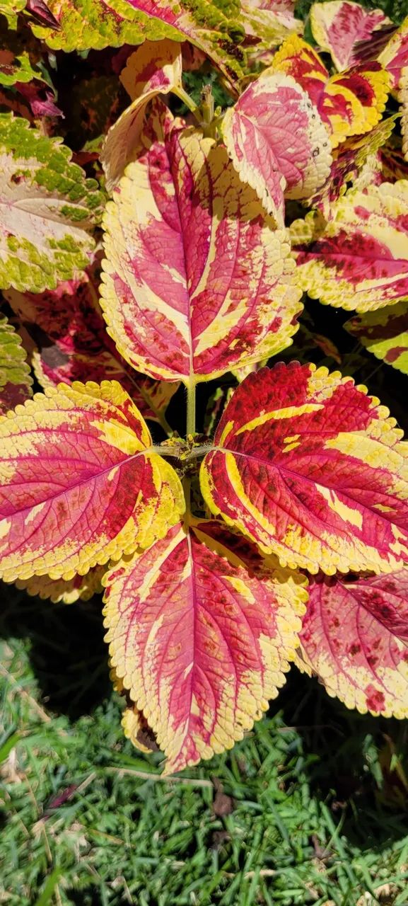 Muda de coleus unidade  - Foto 5