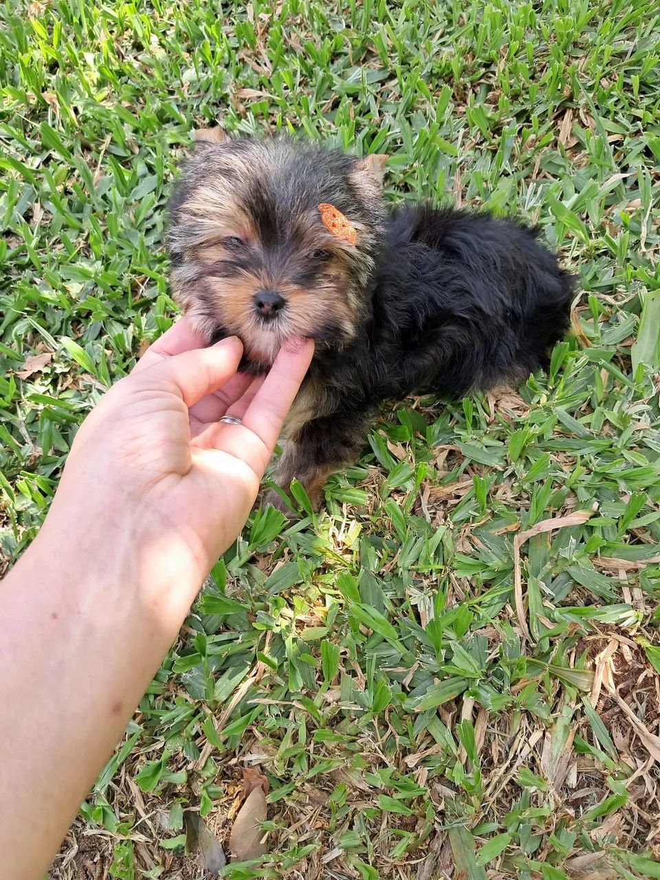 Yorkshire mini macho
