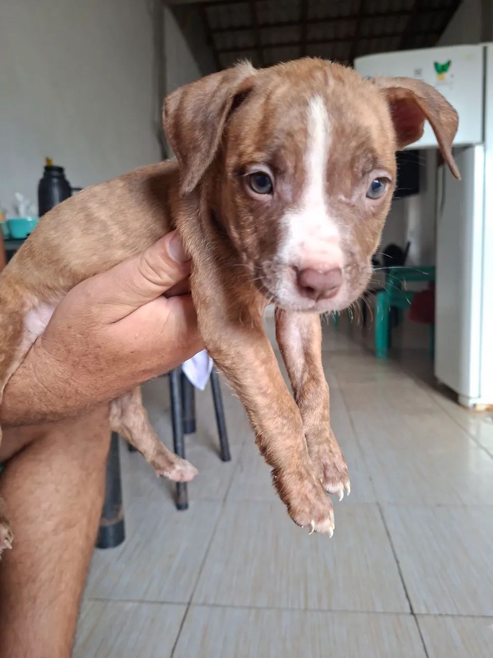 Filhos de pitbull  - Foto 3