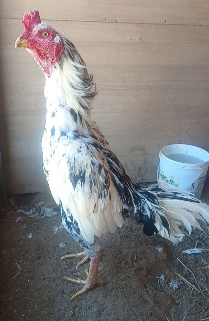 Galo indio 