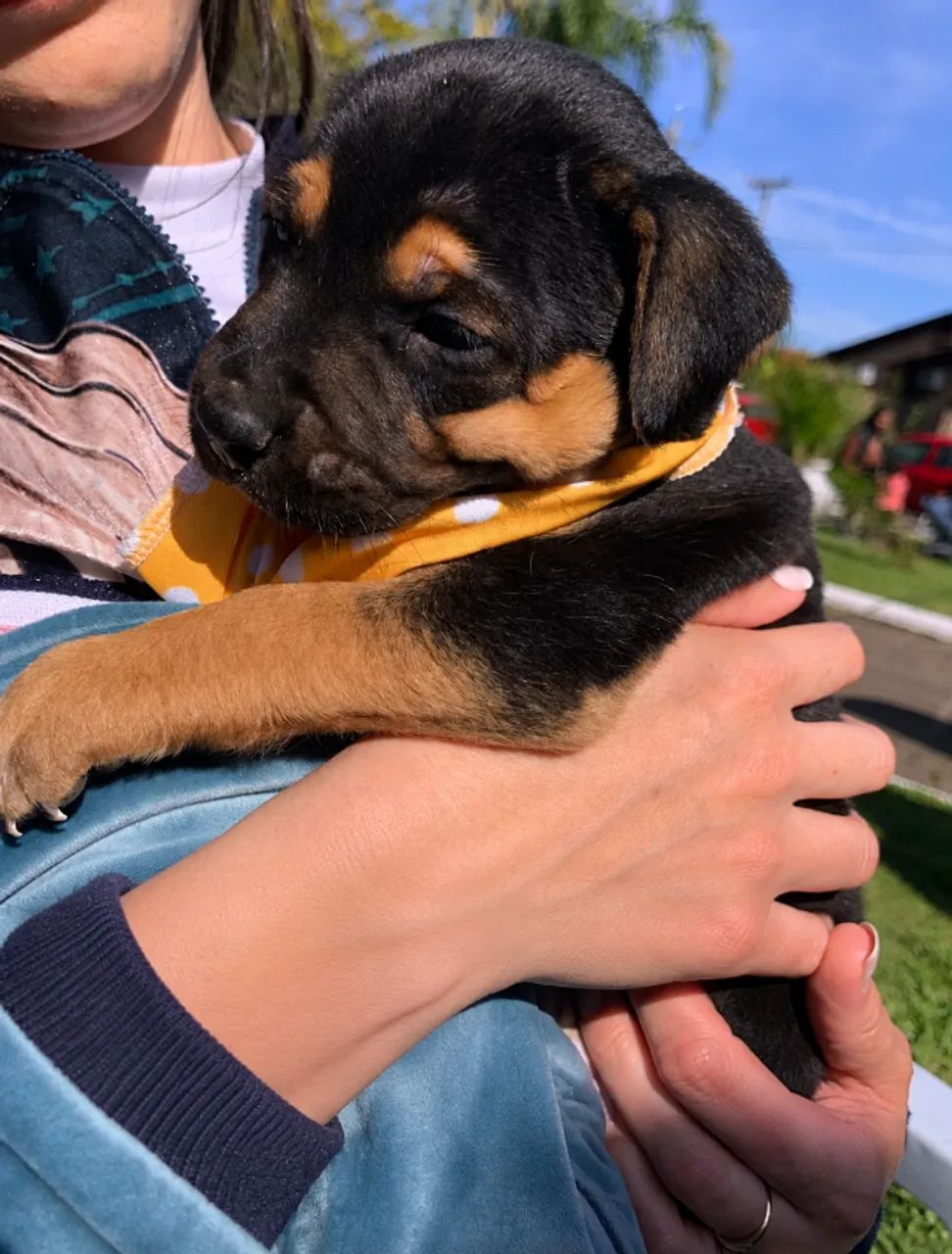 Doação de cachorro