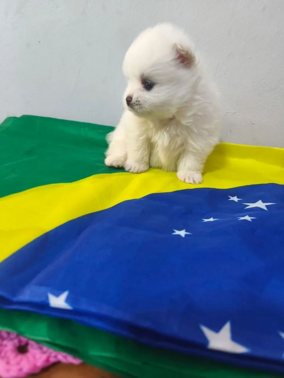 Spitz alemão 
