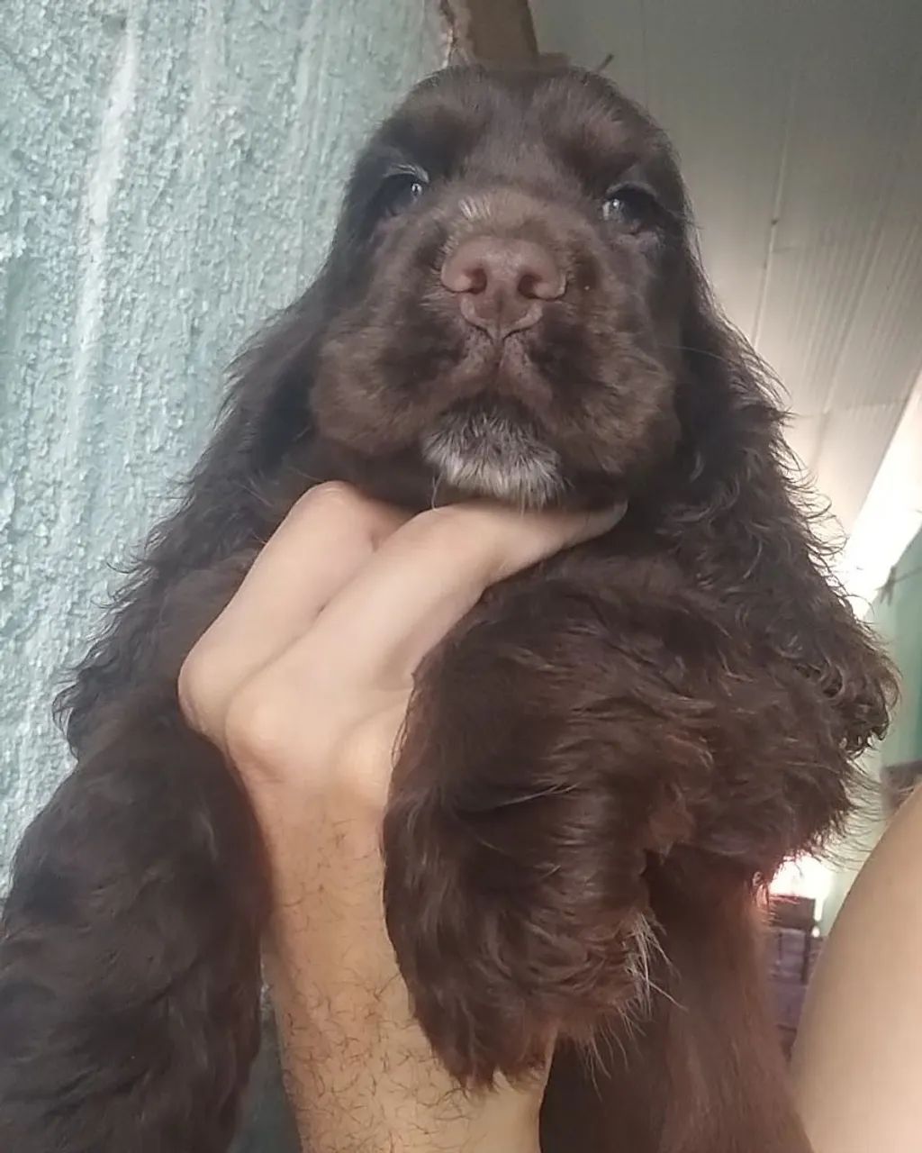 Filhotes de cocker spaniel inglês  - Foto 5