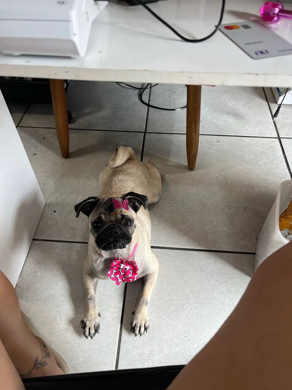 Cachorro  - Foto 3