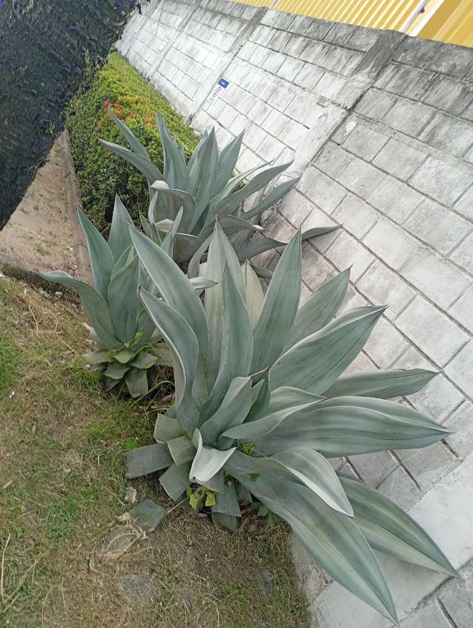 Jardinagem com excelência qualidade! - Foto 2