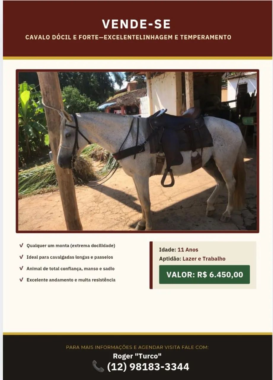 Cavalo Lindo,  forte, extremamente dócil. Castrado 
