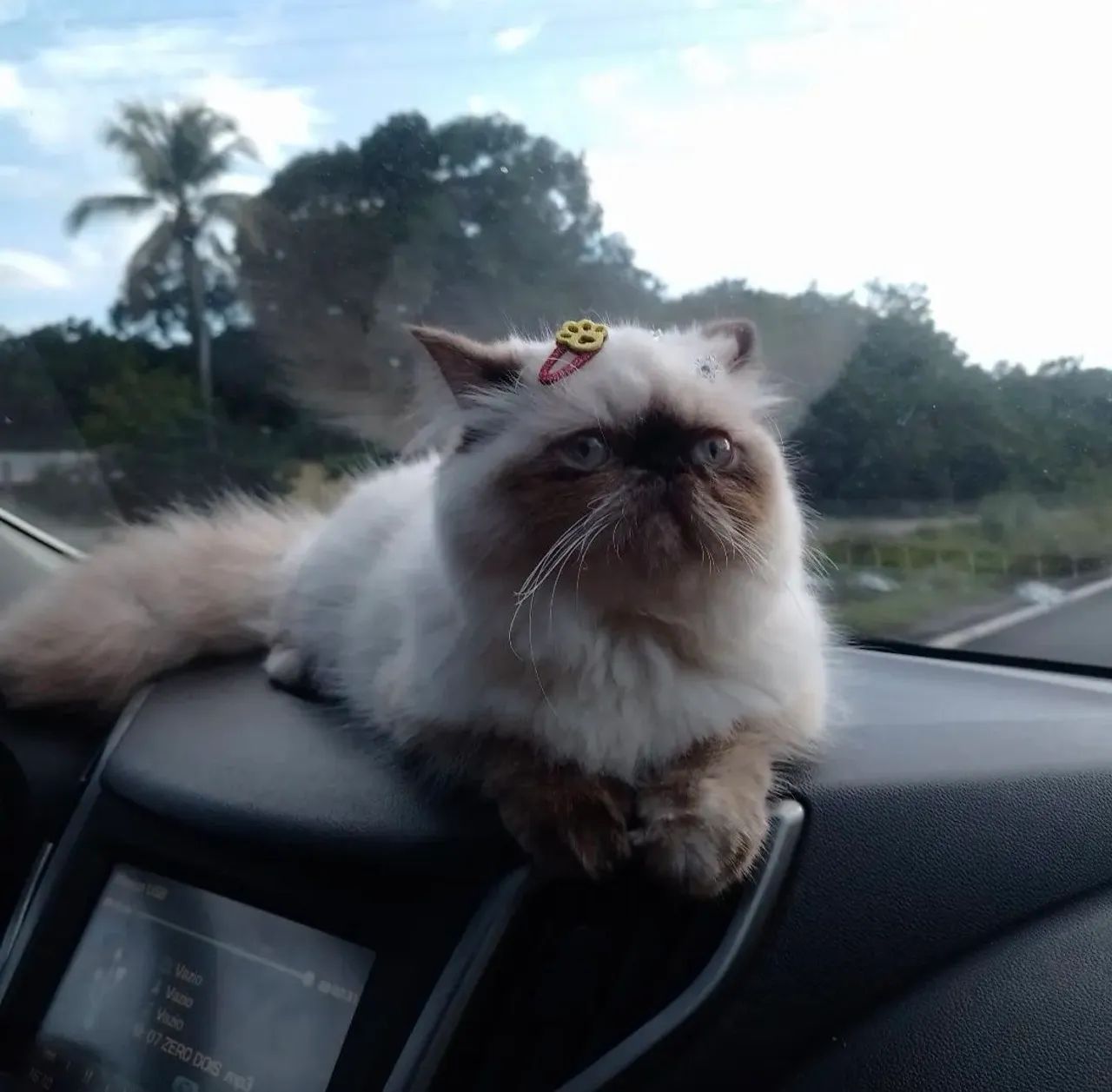 Gato persa  - Foto 3