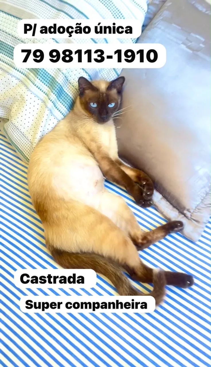 Gata para adoção responsável 