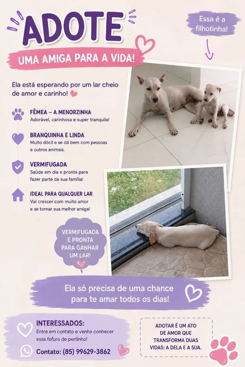 Adoção responsável 