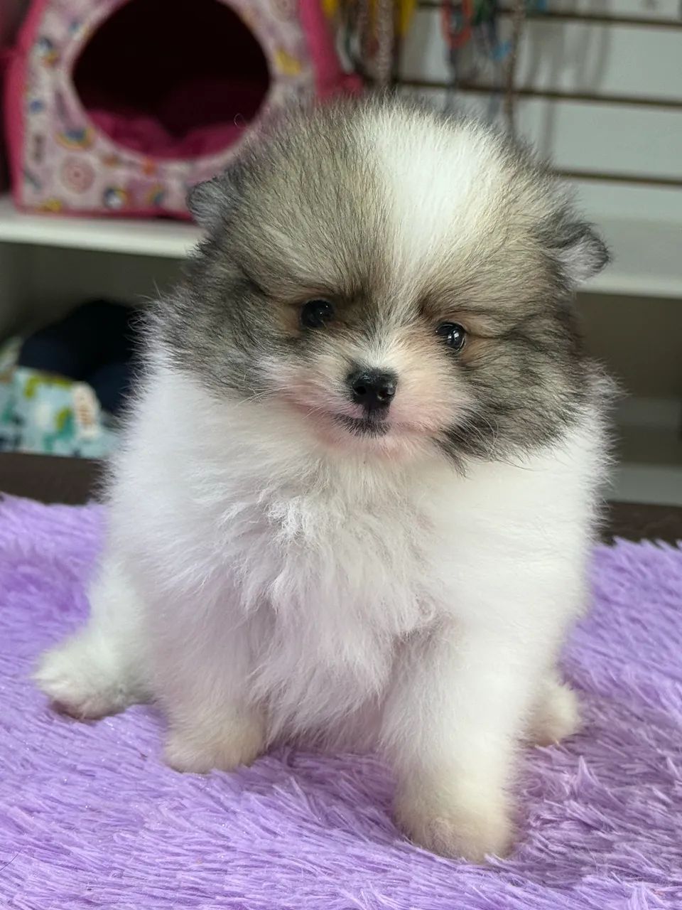Vendo filhotes de Spitz Alemão  - Foto 5