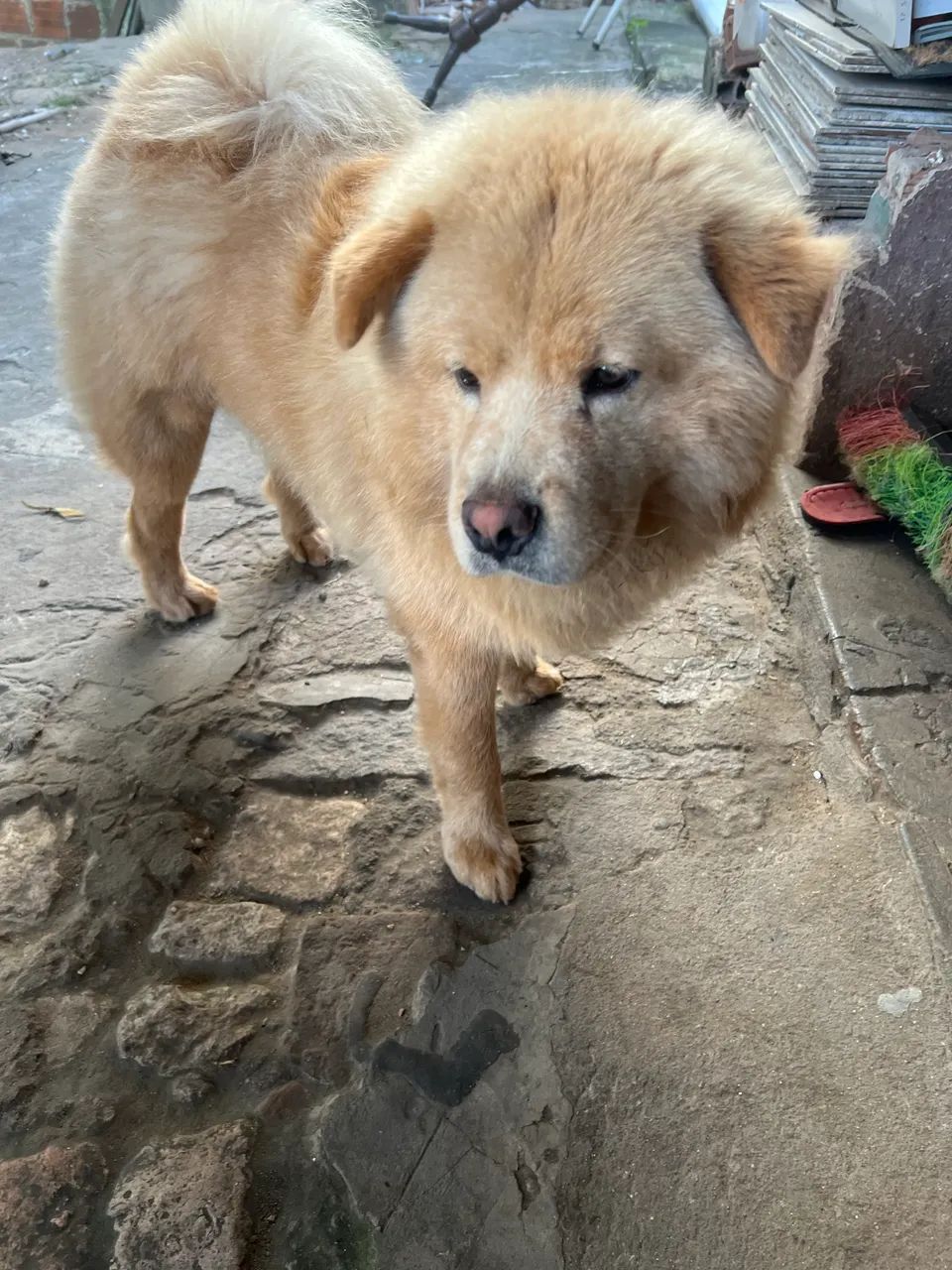 CHOW CHOW - Foto 2