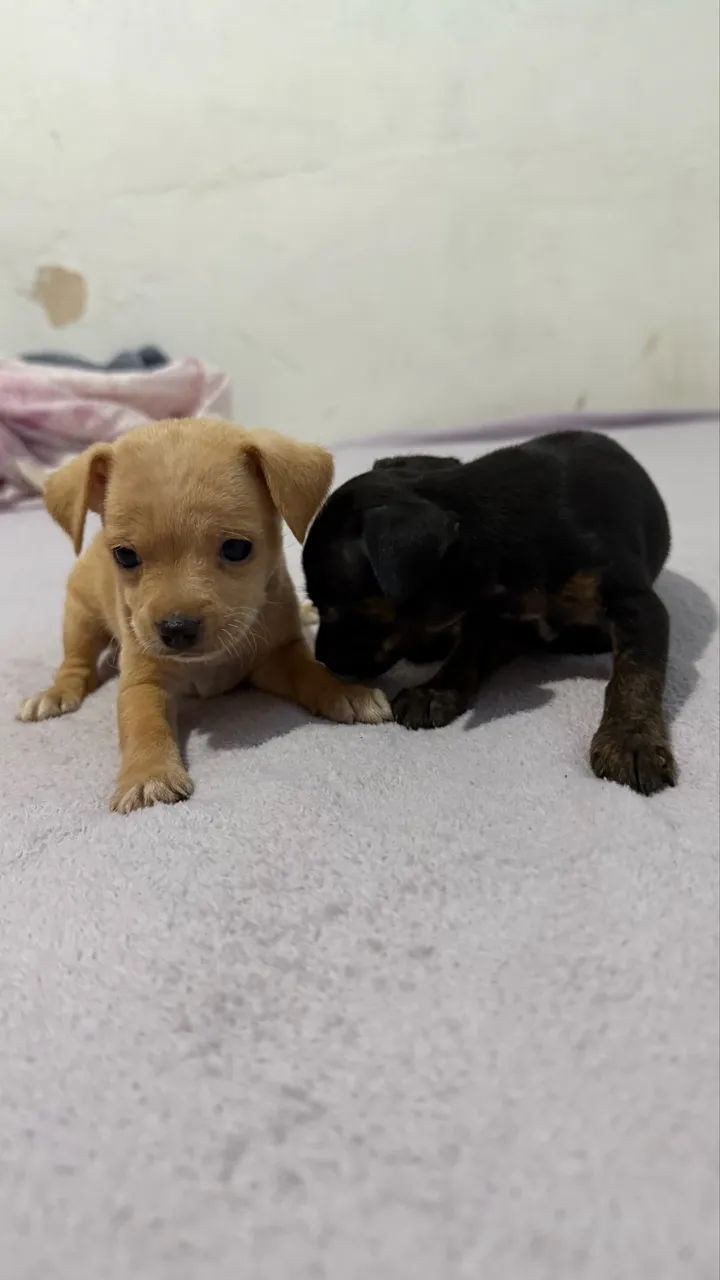 Pinscher zerinho machos