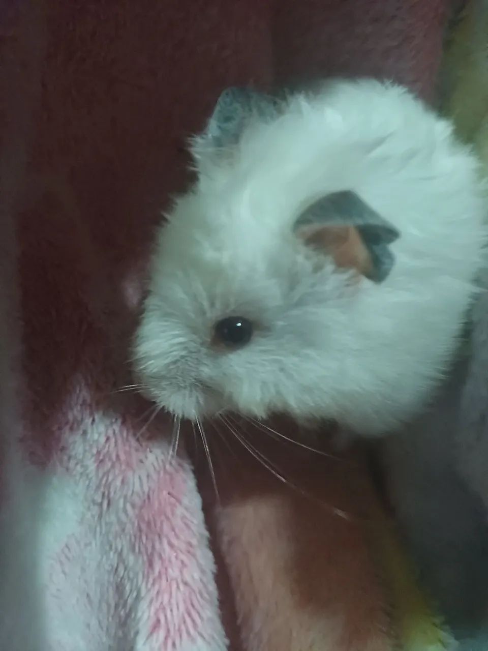 Hamster sírio - Foto 2