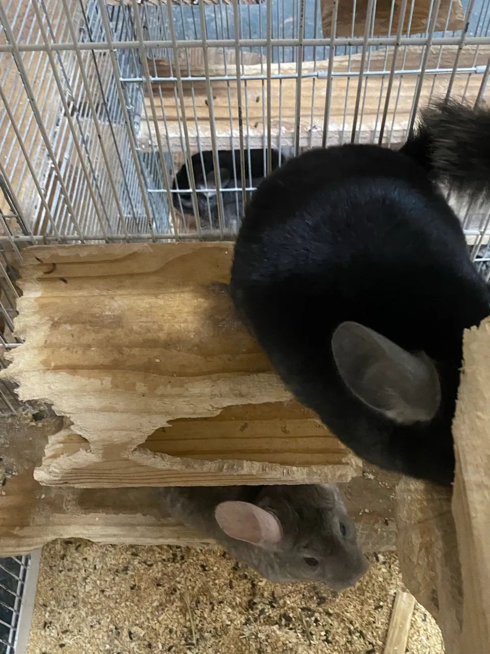 Criação de Chinchilas  - Foto 6