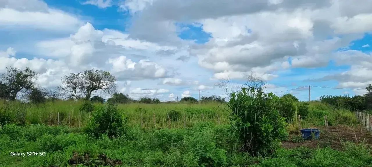 Ganja com 8.57 hectares na região de Macaíba