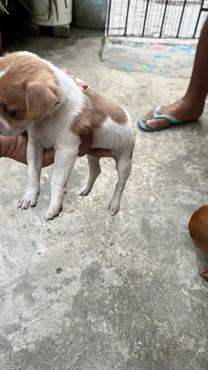 Cachorro  - Foto 3