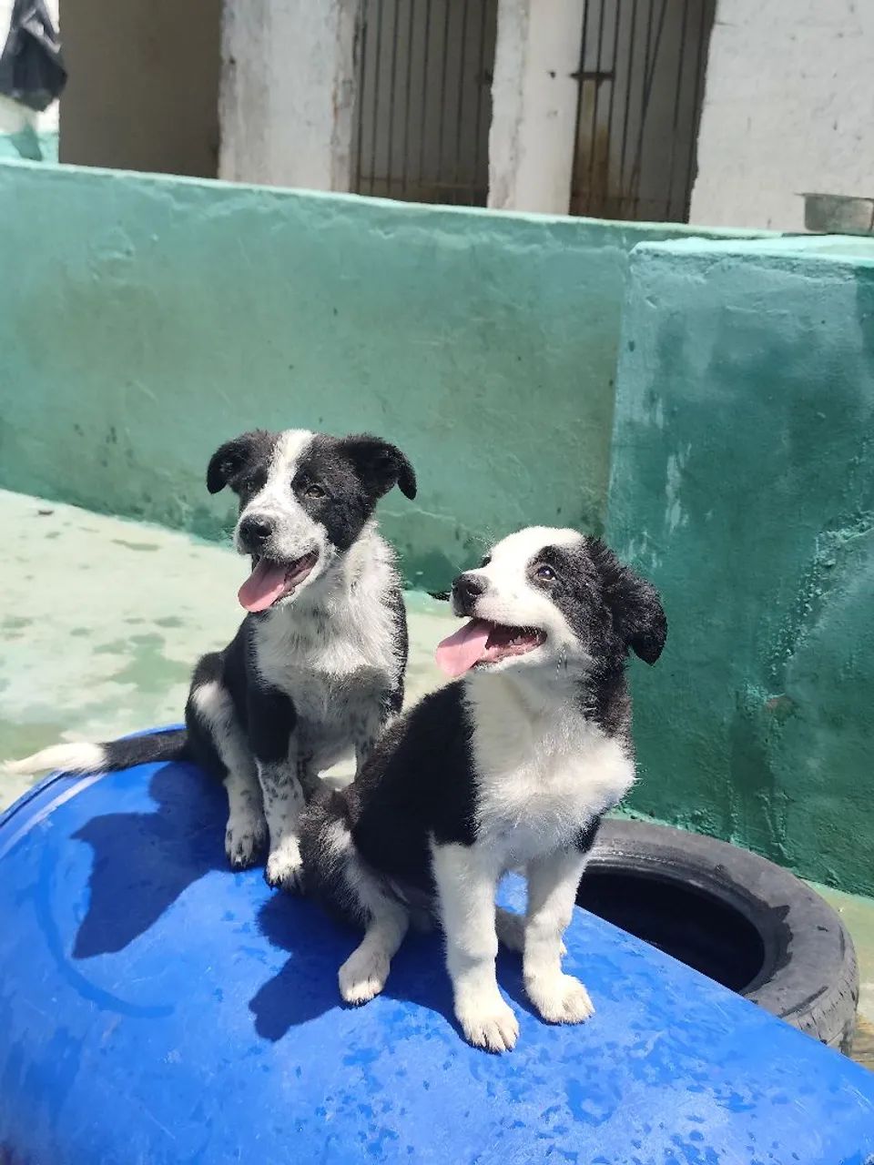 BORDER COLLIE