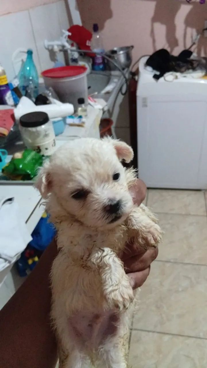 Poodles toy - Foto 2