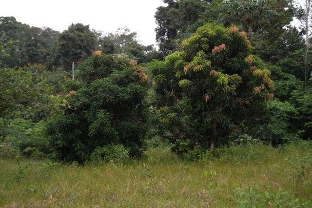 Fazenda de 1.330 hectares Vila Equador em Rorainópolis/RR, ler descrição do anuncio - Foto 6