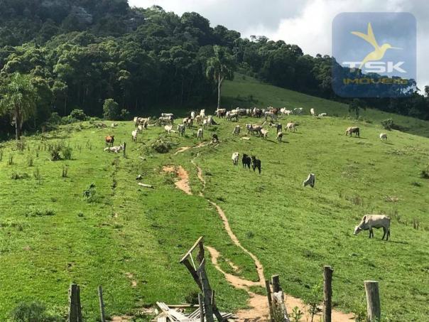 Fa0009 fazenda à venda, 605000 m² por r$ 3.150.000 - zona rural - quitandinha/pr - Foto 7