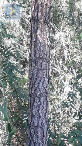 Ch0285 área toda reflorestada 15.000 arvores em agudos do sul medindo 121.000 m² - Foto 3