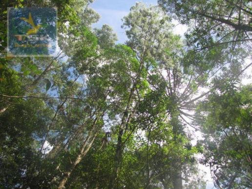 Piraquara chácara 64.471,25 m² planta deodoro infinitas possibilidades dentro da cidade ch - Foto 2