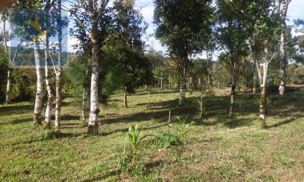 Ch0190 mandirituba chácara 4.400 m² vendo ou troco lugar bom de conhecer - Foto 10
