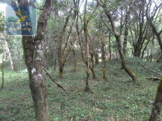 CH0300 - Chácara Agudos do Sul 12.100 m² 3 km da cidade - Foto 6