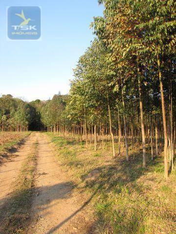 Ch0153 - contenda chácara 59.000 m² plana, rica em águas, parte com eucaliptos - Foto 2