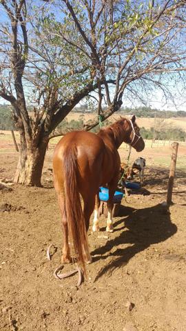 Vendo Cavalo. Ou troco por mula. - Foto 5