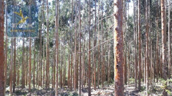 Ch0285 área toda reflorestada 15.000 arvores em agudos do sul medindo 121.000 m² - Foto 6