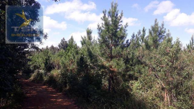 Ch0285 área toda reflorestada 15.000 arvores em agudos do sul medindo 121.000 m² - Foto 2
