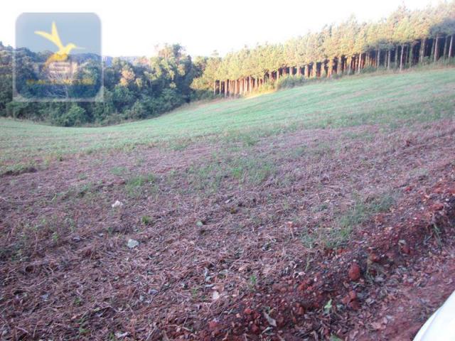 CH0187 - Contenda PR chácara 7,5 alqueires - Foto 13