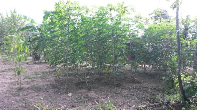 Chácara na Beira do Rio Cuiabá - Barranco alto II - Somente contrato de compra e venda - Foto 10