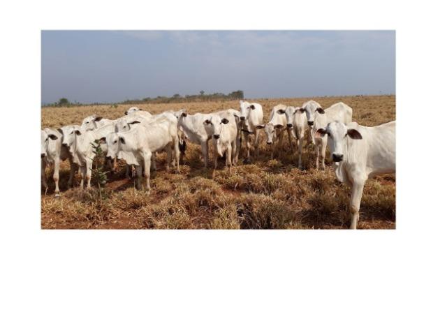 750 Hectares, Pecuária e lavoura, Rosário-MT. Próximo asfalto - Foto 4