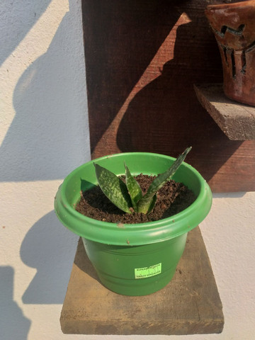 Muda de Espadinha (mini espada)